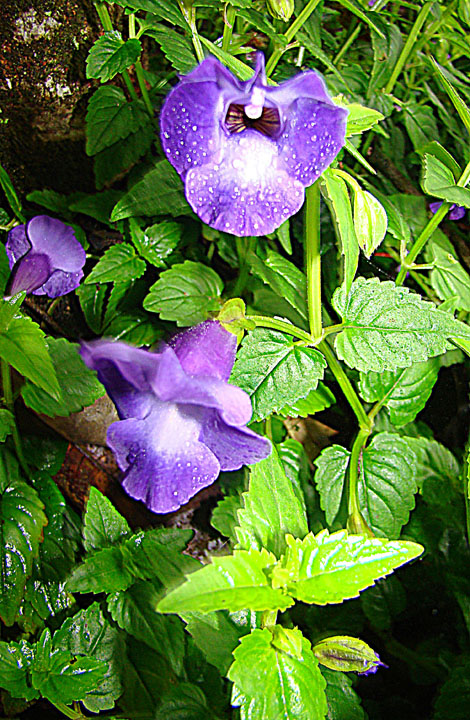 Torenia fournieri: Características generales y cultivo