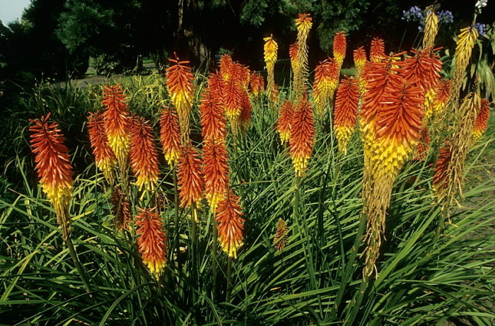Kniphofia uvaria: Cultivo, riego y cuidados
