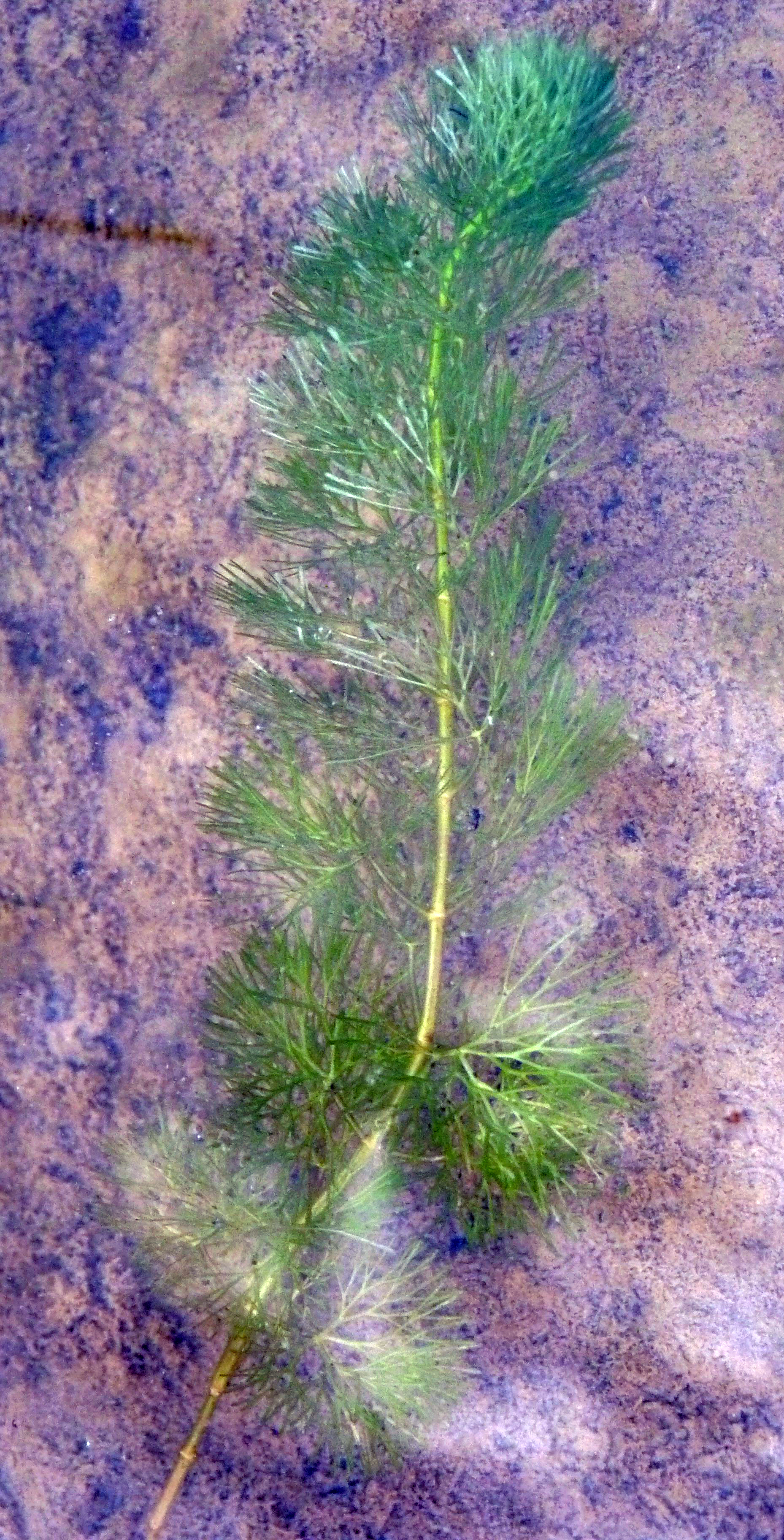 Plantas acuáticas: Principales especies útiles para acuarios