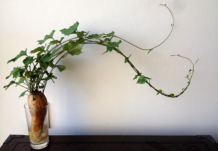 Cómo usar hortalizas como plantas de interior