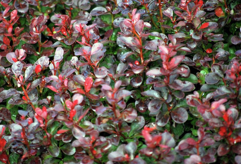Berberis thunbergii ‘Atropurpurea Nana’: Características y cultivo