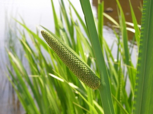 Plantas aromáticas: El cálamo (Acorus calamus)