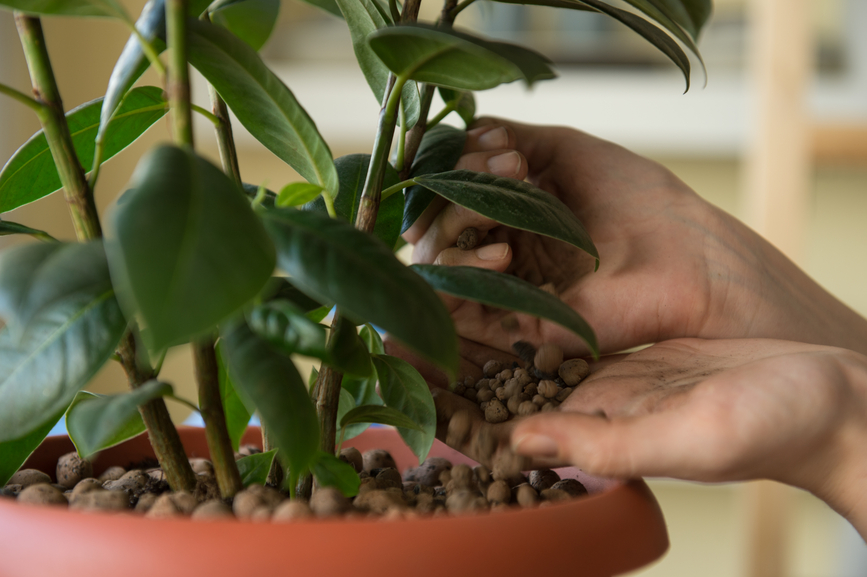 Recomendaciones para fertilizar plantas de interior
