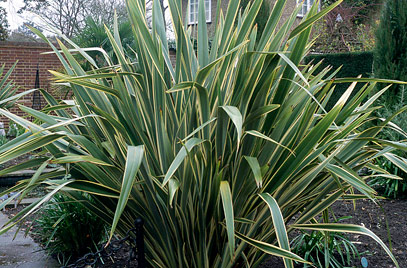 Formio (Phormium tenax): Características y propagación