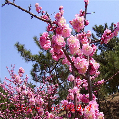 Árboles ornamentales: El albaricoque japonés (Prunus mume)