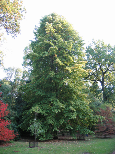Árboles ornamentales: El Tilo (Tilia moltkei)