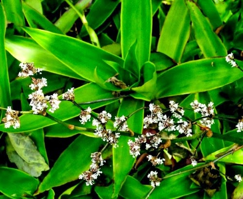 Plantas de interior: Cómo cultivar Callisia fragrans en macetas
