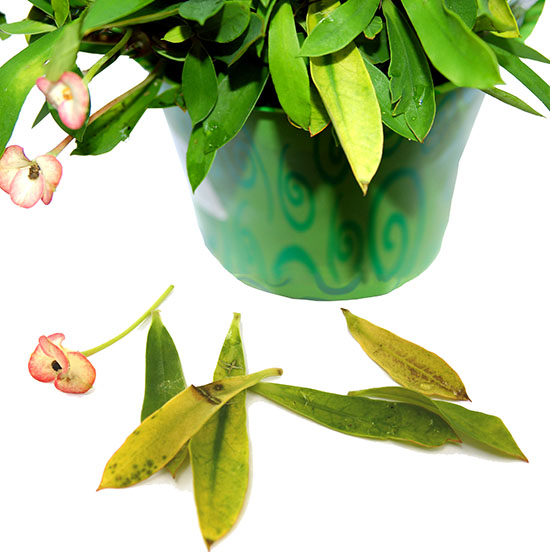 Por qué las plantas de interior pierden sus hojas