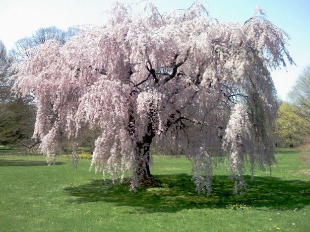 Árboles ornamentales: El cerezo de flor (Prunus subhirtella)