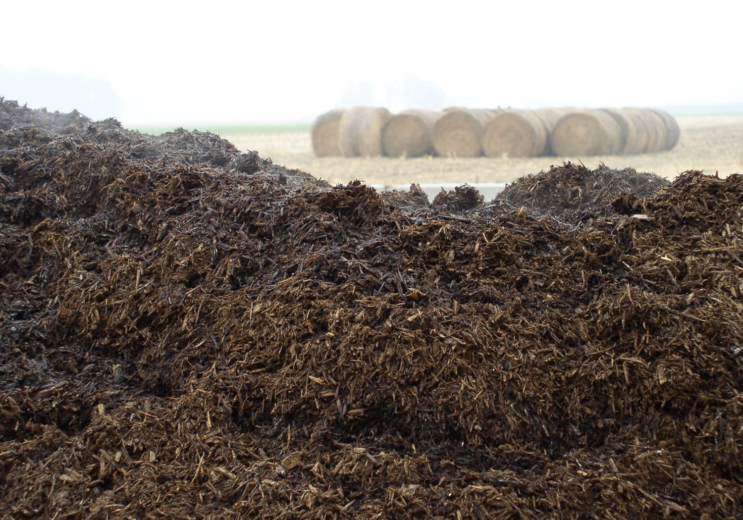 Desventajas del uso de estiércol como fertilizante