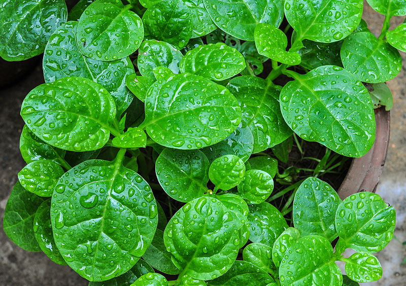 Espinaca china (Basella alba): Características y cultivo