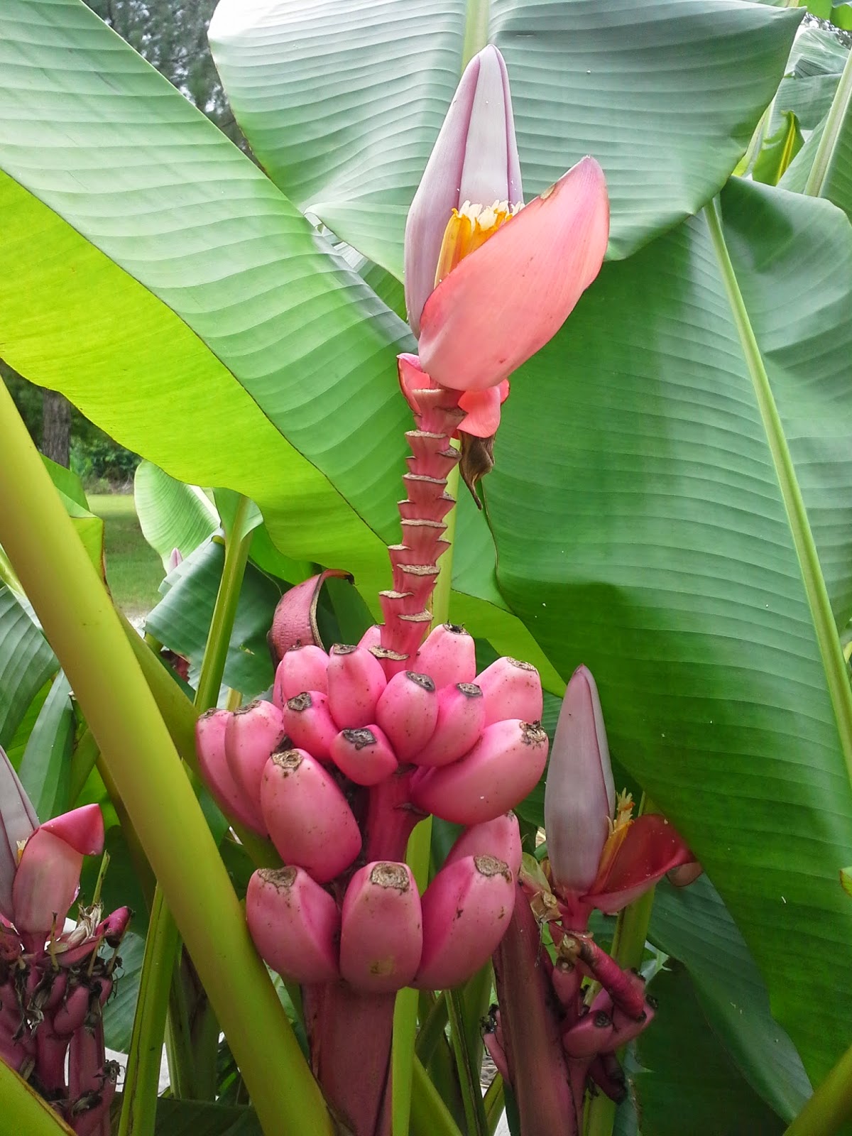 Musa velutina: Características y cultivo