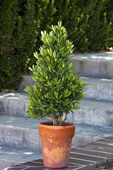 Cómo cultivar árboles de olivo en macetas