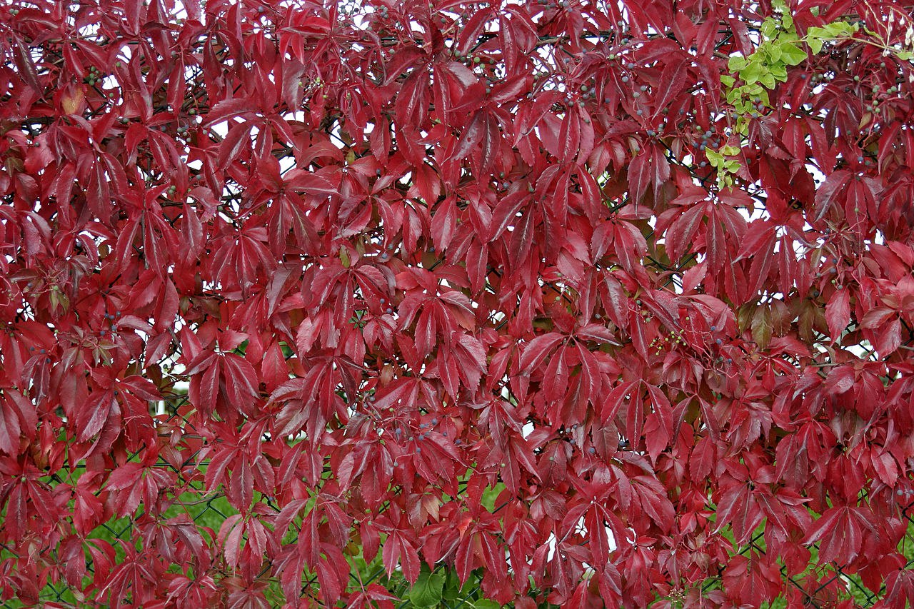 Plantas trepadoras: La parra virgen (Parthenocissus quinquefolia)