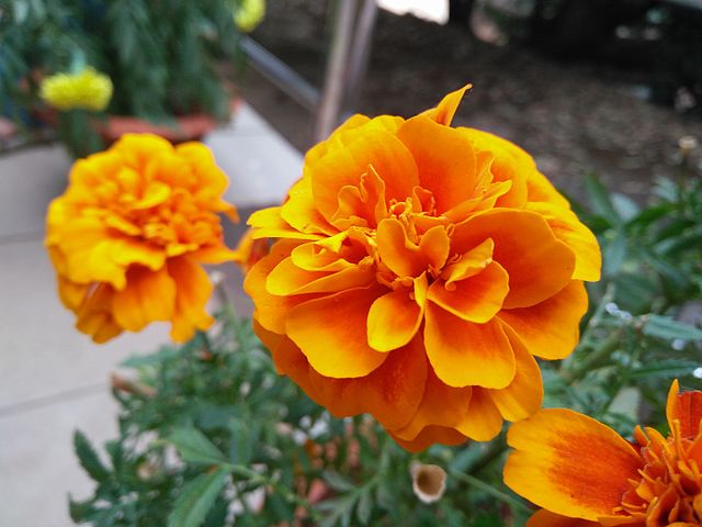 Damasquina (Tagetes patula): Cultivo, riego y cuidados
