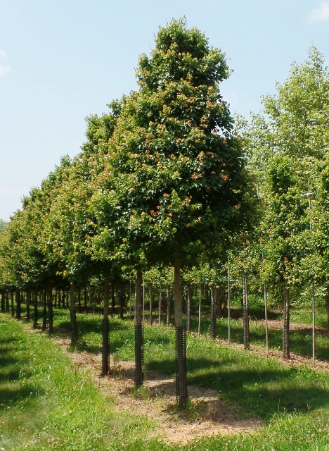 Árboles ornamentales: Arce tridente (Acer buergerianum)