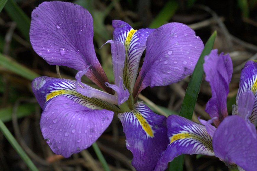 Lirio de Argelia (Iris unguicularis): Características y cultivo