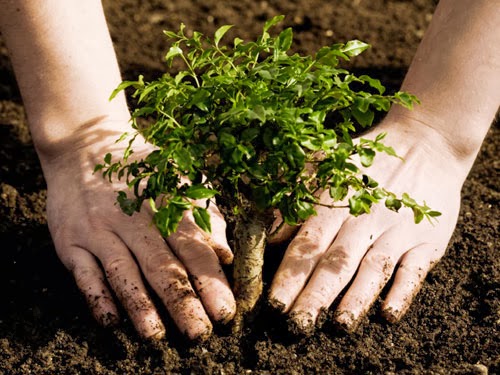 Consejos básicos para plantar árboles en jardines
