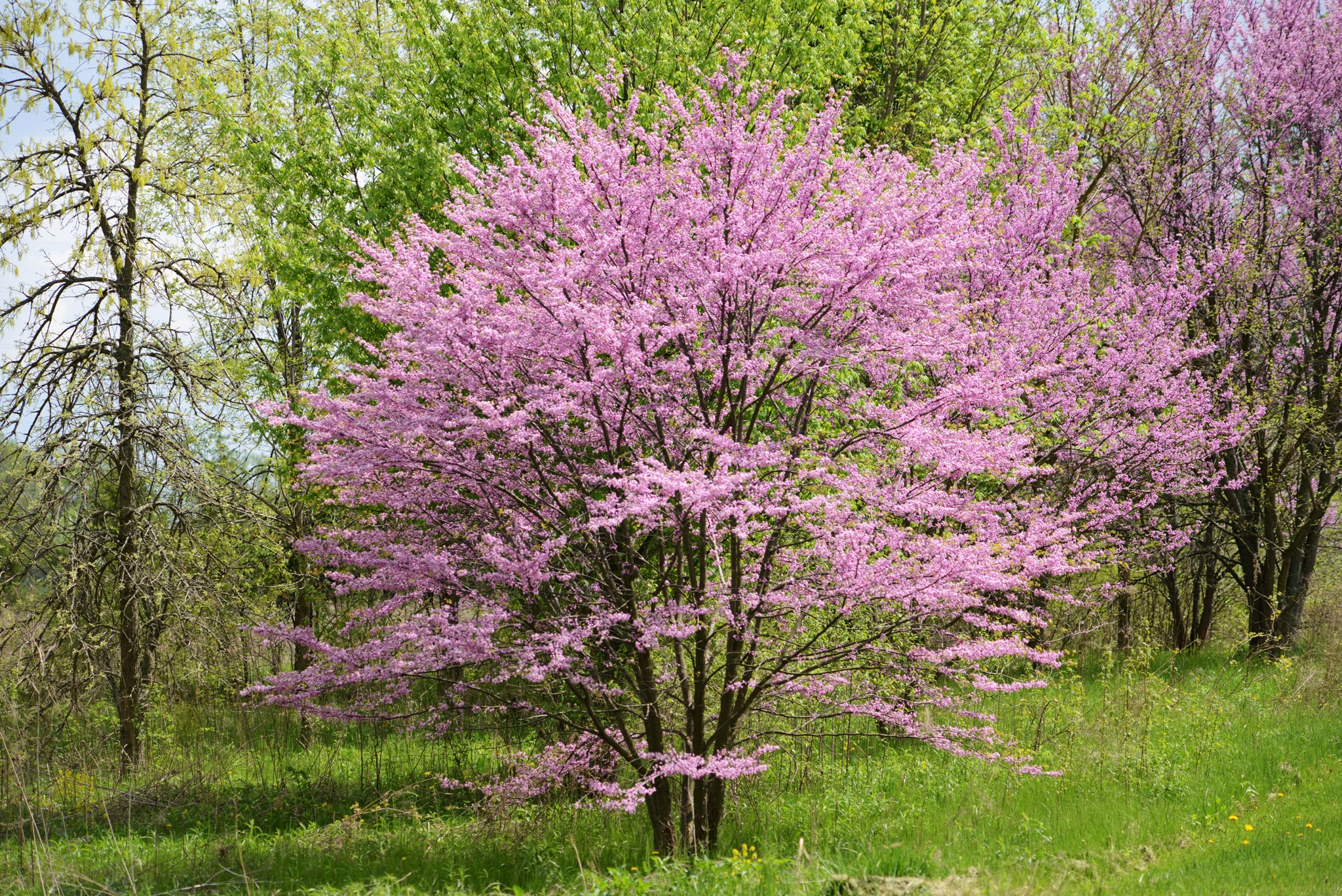 Árboles ornamentales: El Cercis canadensis