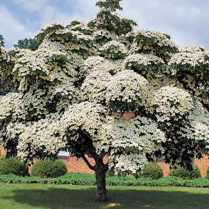Árboles ornamentales: Cornejo de Japón (Cornus Kousa)