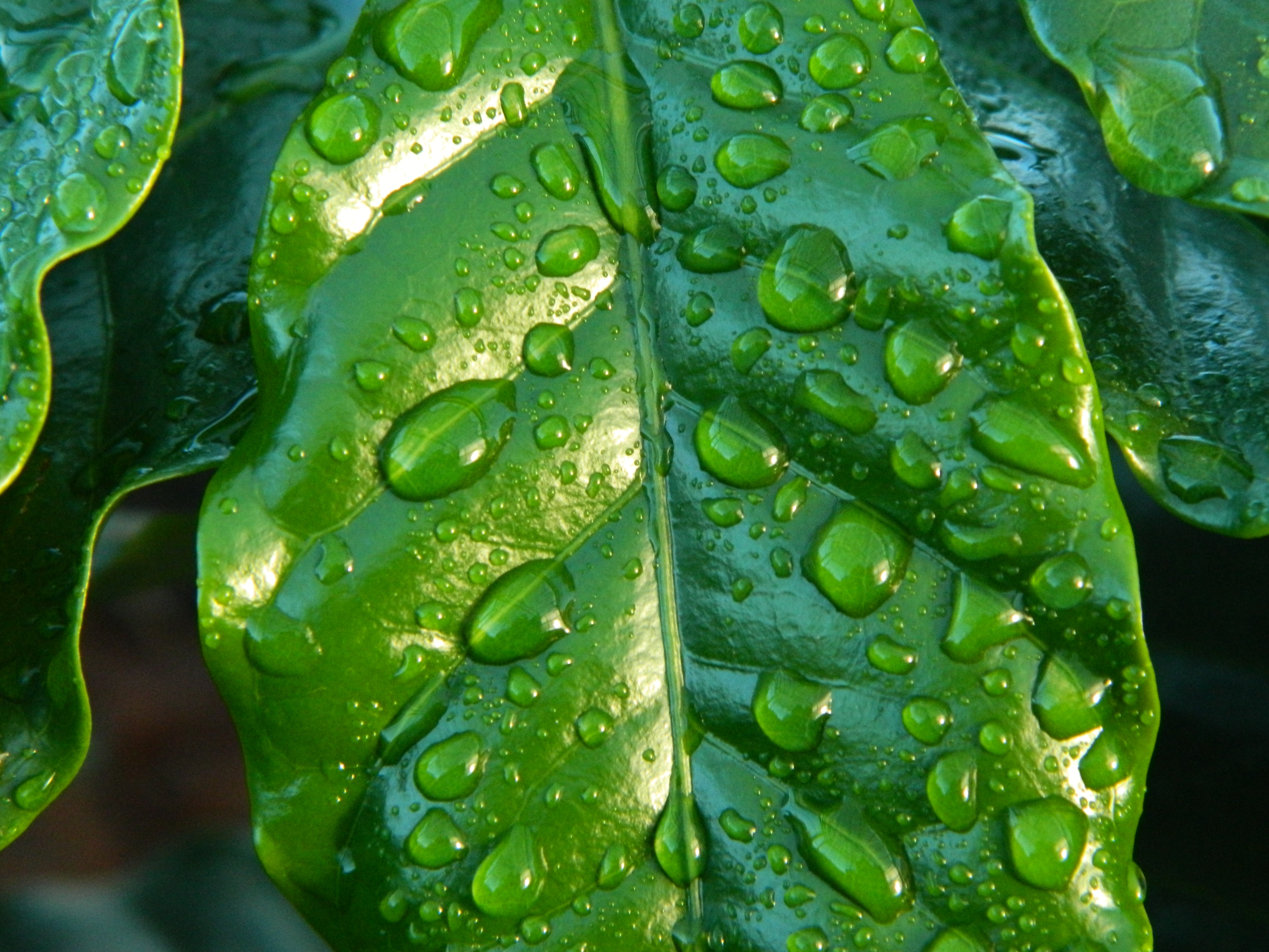 La importancia de limpiar las plantas de interior