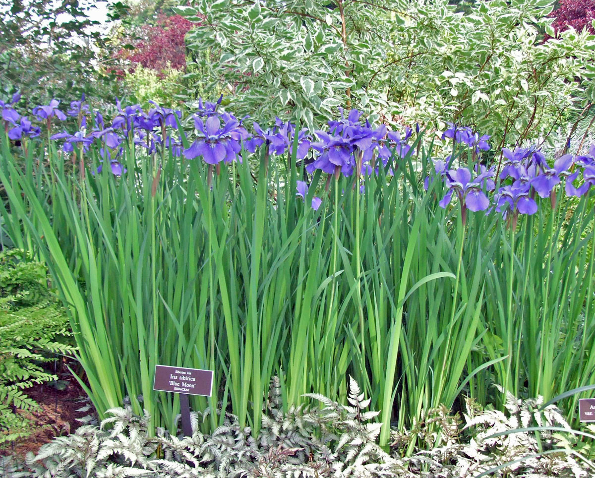Lirio de Siberia (Iris sibirica): Características y cultivo