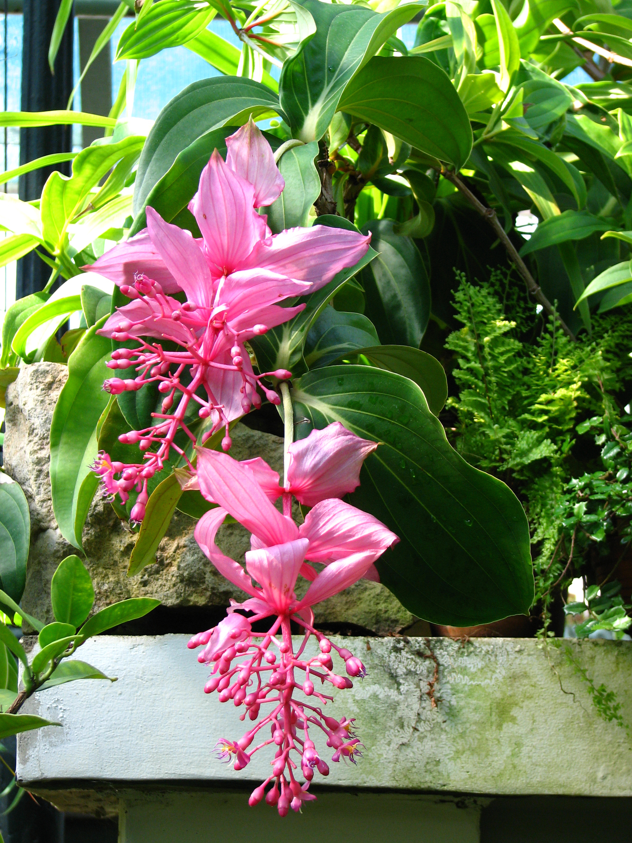 TENGGO Egrow 100 Unids/Pack Medinilla Magnifica Flor Semillas Hermosas Plantas de Bonsai para la Decoración del Jardín hogareño 