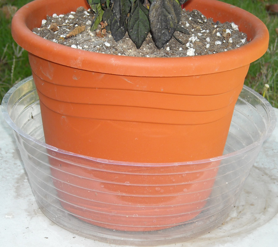Cómo regar plantas desde la base de la maceta