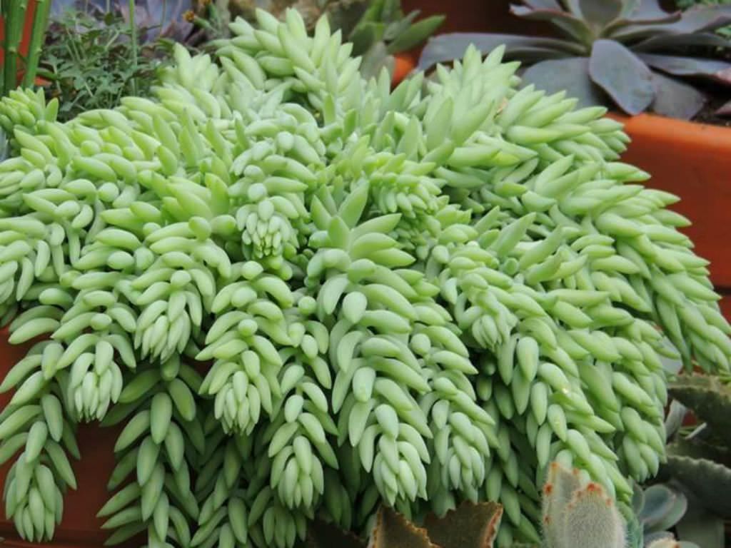 Trenza de gitana (Sedum morganianum): Características y cultivo