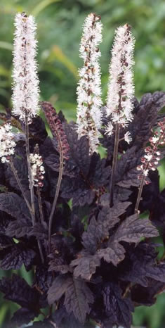 Plantas medicinales: La cimicífuga (Actea racemosa)