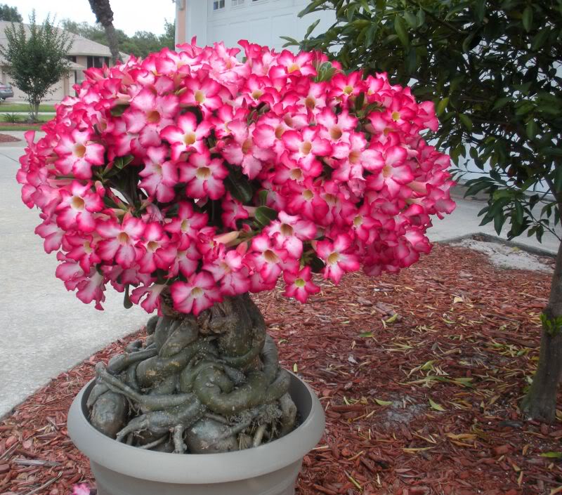 Plantas suculentas ornamentales: El adenio (Adenium obesum)