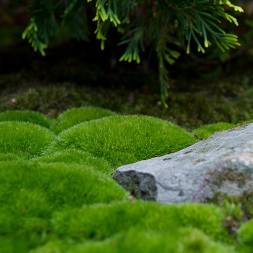 Musgo escoba (Dicranum scoparium): Cultivo, riego y cuidados