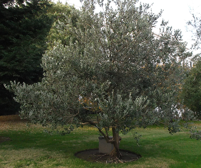 Feijoa (Acca sellowiana): Características y cultivo