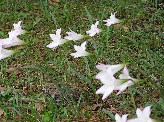 Lirio de lluvia (Habrantus robustus): Cultivo, riego y cuidados