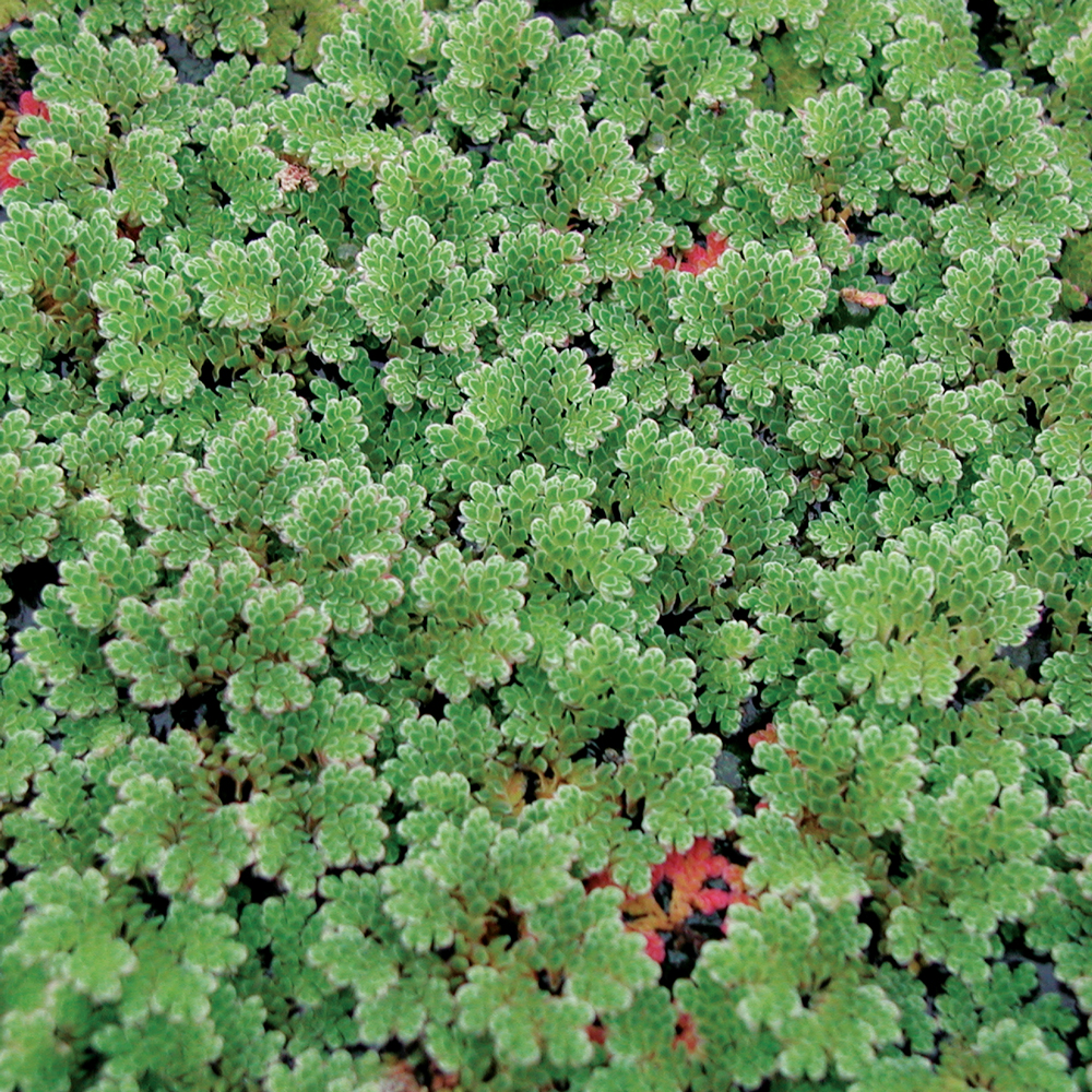Plantas acuáticas: El helecho mosquito (Azolla)
