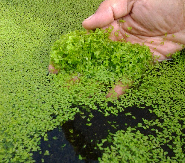 Plantas acuáticas: El helecho mosquito (Azolla) Acuaticas - Flor de Planta