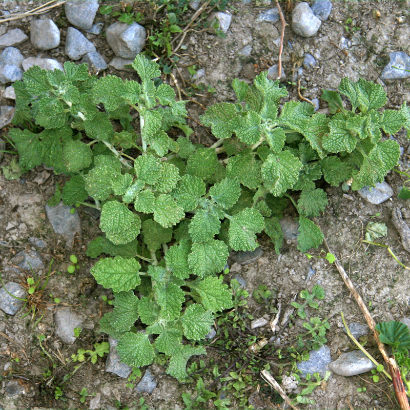 Plantas aromáticas: El marrubio (Marrubium vulgare)