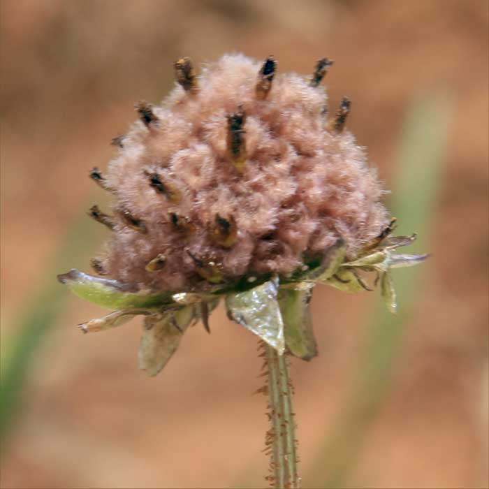 Maleza del Cabo (Arctotheca calendula): Características y uso ornamental