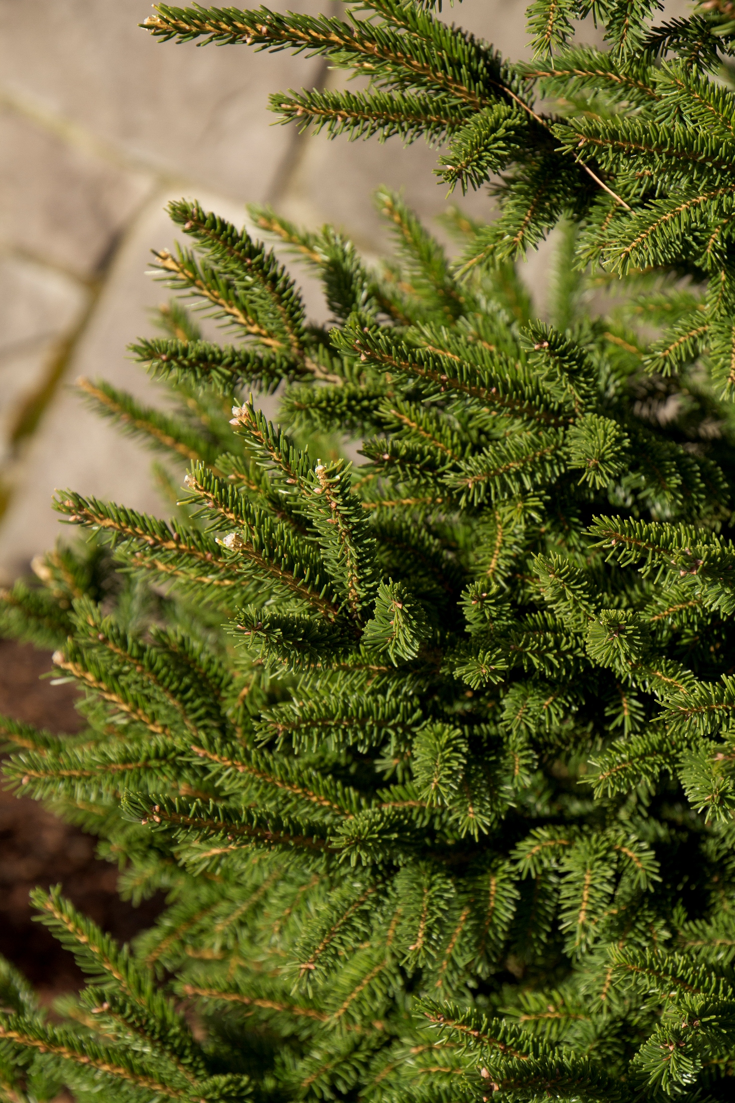 Árboles ornamentales: Picea oriental (Picea orientalis)
