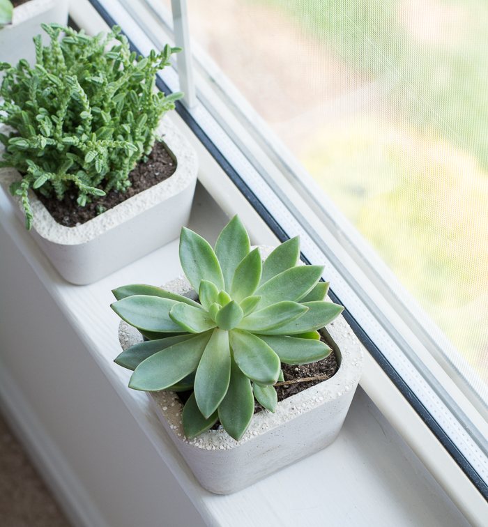 Consejos para cultivar suculentas en interiores