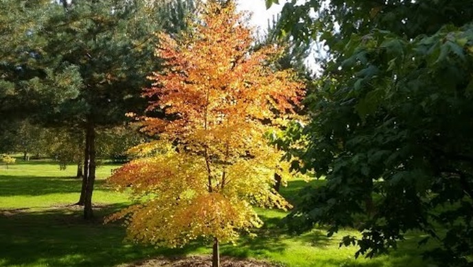 Árboles ornamentales: Sorbus thibetica