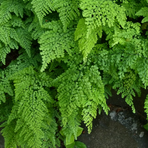 Plantas de interior: Cultivo y cuidados de Adiantum venustum