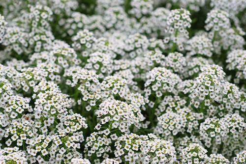 Aliso de mar (Lobularia maritima): Características y cultivo