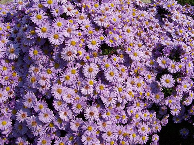 Estrellada (Aster amellus): Características y cultivo