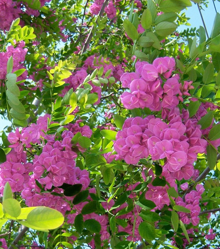 Arboles ornamentales: La falsa acacia rosada (Robinia hispida) Arboles -  Flor de Planta