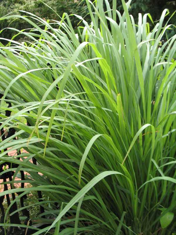 Plantas aromáticas: La hierba limón (Cymbopogon citratus)