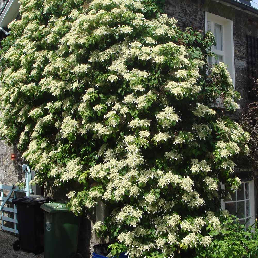 Hortensia trepadora (Hydrangea petiolaris): Cultivo, riego y cuidados