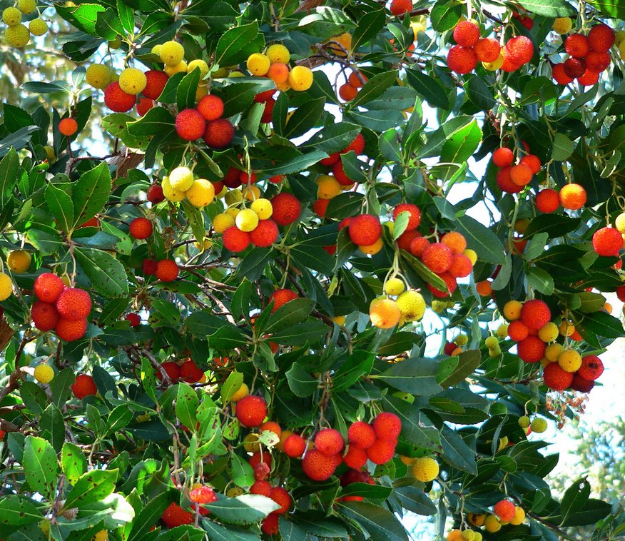 Árboles ornamentales: El madroño (Arbutus unedo)