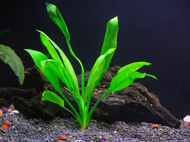 Especies acuáticas: La planta espada (Echinodorus bleheri)