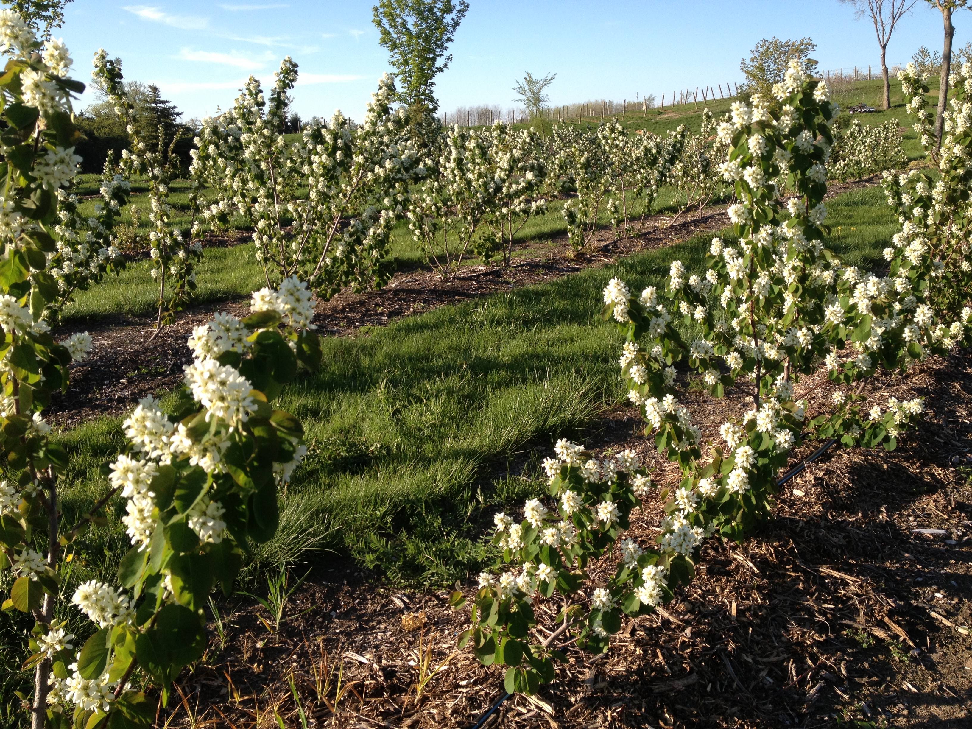 Árboles ornamentales: Saskatun (Amelanchier alnifolia)
